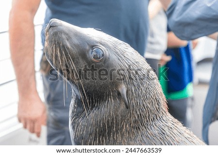 Picture of a tame seal on a boat with tourists off Walvis Bay in Namibia during the day