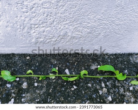 In the picture there is a white cement wall and the other half is a black cement floor. There is a type of climbing plant with green stems and leaves crawling on the black cement floor.