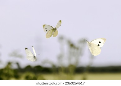 picture of three cabbage white butterflies flying in the air over a field