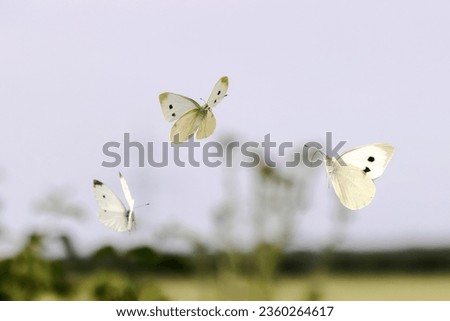picture of three cabbage white butterflies flying in the air over a field
