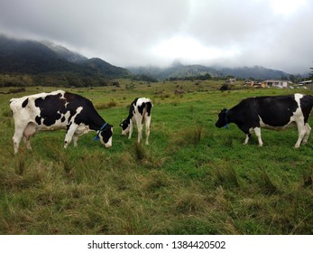 The Picture Of Three Dairy Cows Are Grazing Grass.