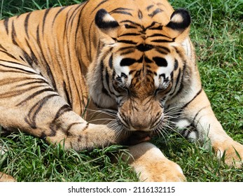 Picture of a tiger, panthera tigris, one of endangered animal
