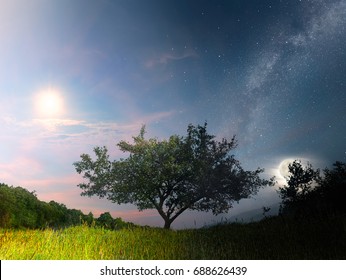 Picture Tree Different Times Day Stock Photo 688626439 | Shutterstock