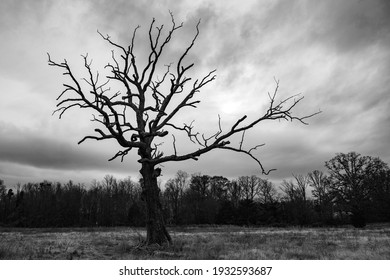 Picture Of A Tree With A Stark Background Taken In The Fall.