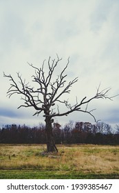 Picture Of A Tree With A Stark Background Taken In The Fall.