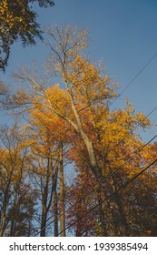 Picture Of A Tree With A Stark Background Taken In The Fall.