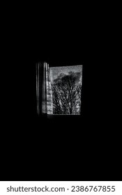Picture of a tree through the window