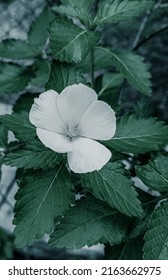 Picture Of Turnera Subulata Also Called As White Alder. 