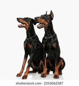 picture of two adorable dobermann dogs sticking out tongue and looking to side while sitting in front of light grey background
