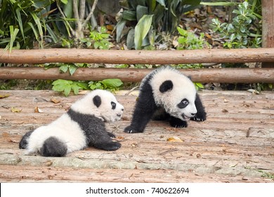 baby giant pandas