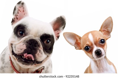 picture of two little dogs - chihuahua and french bull dog looking at the camera