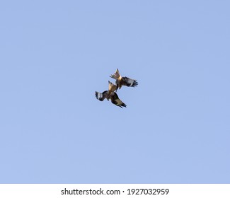 Picture Of Two Red Kites Fighting