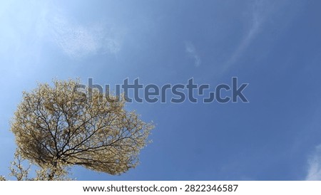 Picture of upper branches of a treen with clear blue sky. Shows a bright day, clear blue sky with no visible clouds.