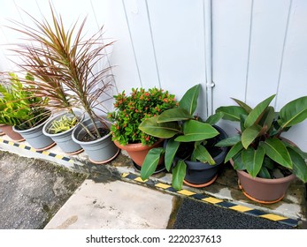 Picture Of Variance Houseplants In Vase With Yellow And Black Safety Sign, White Wood Wall As A Back Ground. No People 