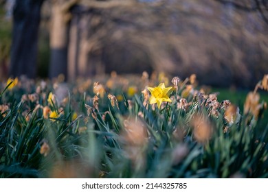 Picture of various daffodils from the British countryside 