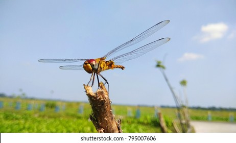 The picture of a vary beautiful dragonfly(grasshopper).The colors on dragonfly were very beautiful.The environment was very modest.