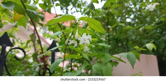 Picture Of Water Jasmine In Home Garden. Take A Photo By Zoom To The Group Of Flowers. 