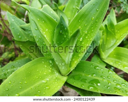 A picture of wet leaves of Agave plant