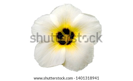 a picture of a white Sego lily flower mixed in yellow and black, with a white background, blooming beautifully and freshly.