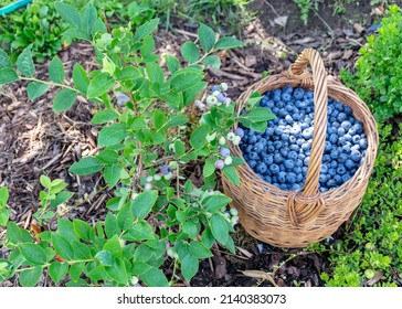 Picture With Wicker Basket And Blueberry Berries, Harvest Time, Big Blueberries, Berry Picking Time