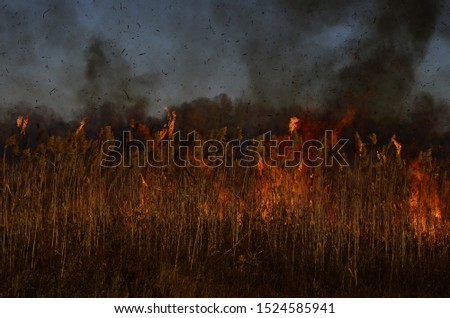 Picture of a wildfire in ukranian steppe field 