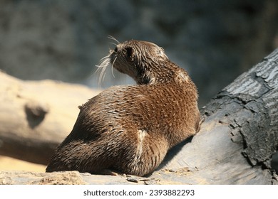 The picture of wildlife of Otter - Shutterstock ID 2393882293