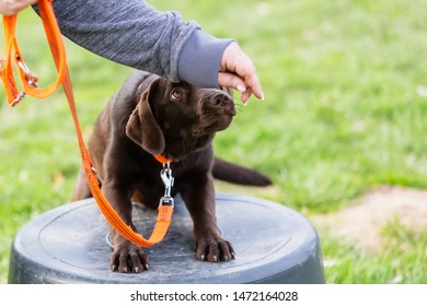 picture of a woman with a young labrador dog on a dog training field