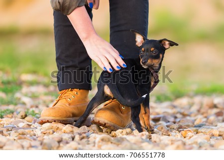 picture of a woman's hand that strokes a cute pinscher hybrid puppy