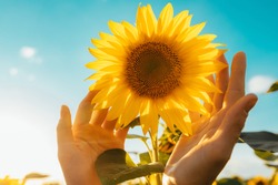 蓝天背景的黄色向日葵的图片。女性手触摸花。惊人的漂亮画面。阳光明媚。阳光灿烂的日子。收获时间