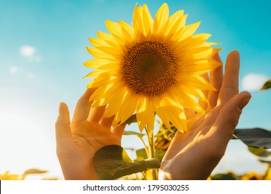 Picture of yellow sunflower with blue sky background. Female hands touching flower. Amazing beautiful picture. Sun shines bright. Sunny day. Harvest time