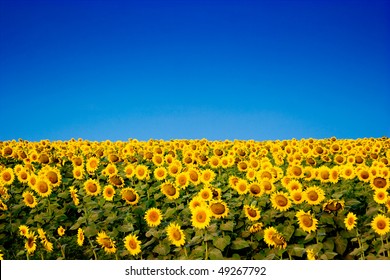 Picture Of Yellow Sunflowers Over Blue Sky