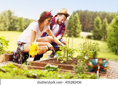 Picture Of Young Couple Planting Organic Vegetables And Herbs