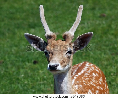 Similar – Deer looks into the camera