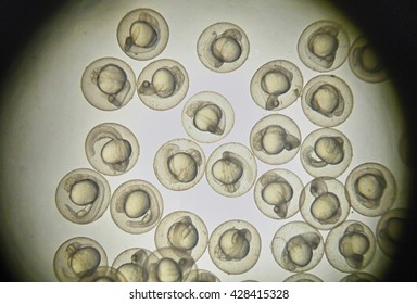 Picture Of Zebra Fish Embryo Under Microscope Field