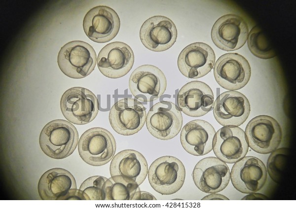 Picture of\
zebra fish embryo under microscope\
field