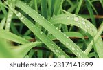 A picture zoom macro of Green grass covered in morning dew background