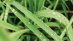 A Picture Zoom Macro Of Green Grass Covered In Morning Dew Background