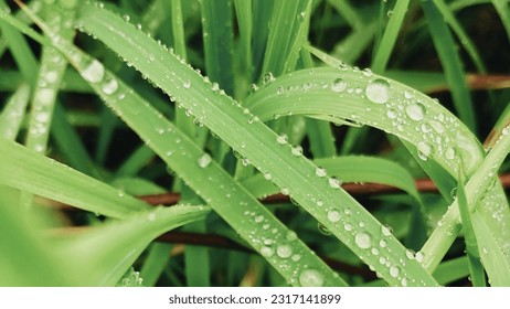 A picture zoom macro of Green grass covered in morning dew background - Shutterstock ID 2317141899