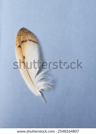 Pictured is a barn owl feather, found in the orange county area. This feather is colored and patterned uniquely and was in almost perfect condition when found. 