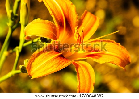 pictured in the photo Bud of flowering orange lily