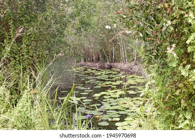 Pictureqsue River Covered With Purple Lily Flowers Blooming In The Water, Surrounded And Framed By Tropical Trees And Long Grass, No People, Southeast Asia.