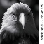 Pictures of a beautiful white eagle in black and white with a blurred background.