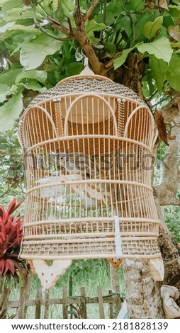 Pictures of birds in the aviary in the morning. I took this photo of a bird on Sunday, the morning of July 24, 2022, in Madura, East Java, Indonesia.