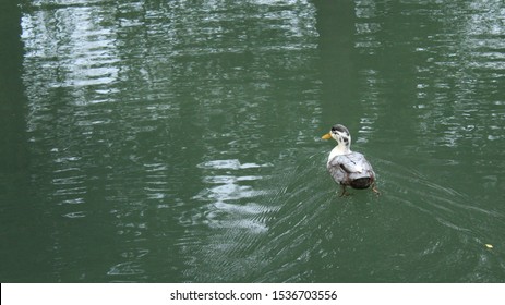 Pictures Of Brackenridge Park San Antonio Texas