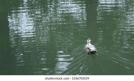 Pictures Of Brackenridge Park San Antonio Texas