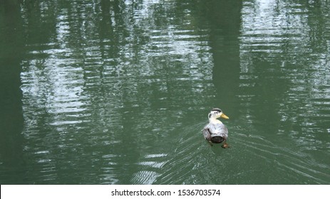 Pictures Of Brackenridge Park San Antonio Texas