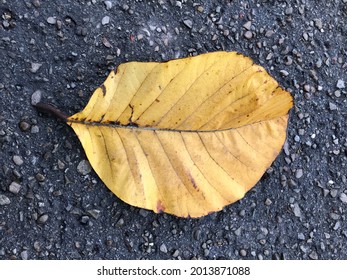 A Pictures Of Dead Leaves Falling On A Wet Tar Road After Rain In The Evening.