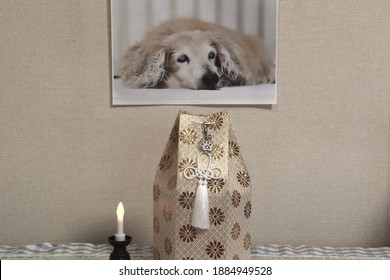 Pictures Of Deceased Miniature Dachshunds. Storing The Bones Of A Pet Dog In An Urn. The Candle Is Shining.