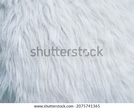 Pictures of fur texture image