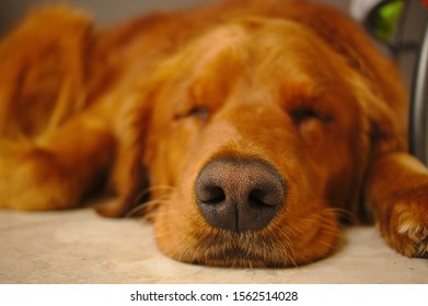 Pictures Of A Golden Retreiver Closeup